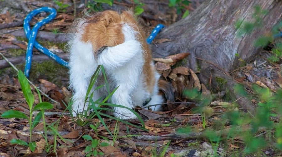 Small Dog Digs Near a Tree
