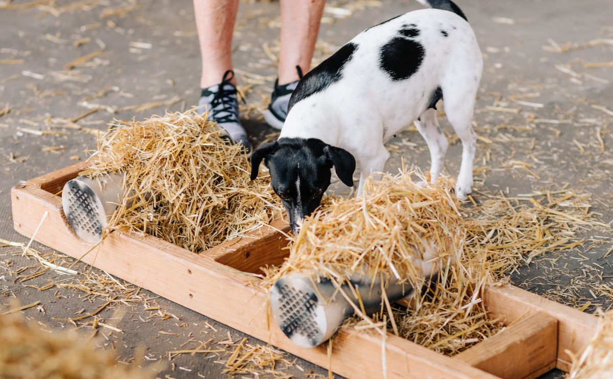 Small dog doing barn hunt.