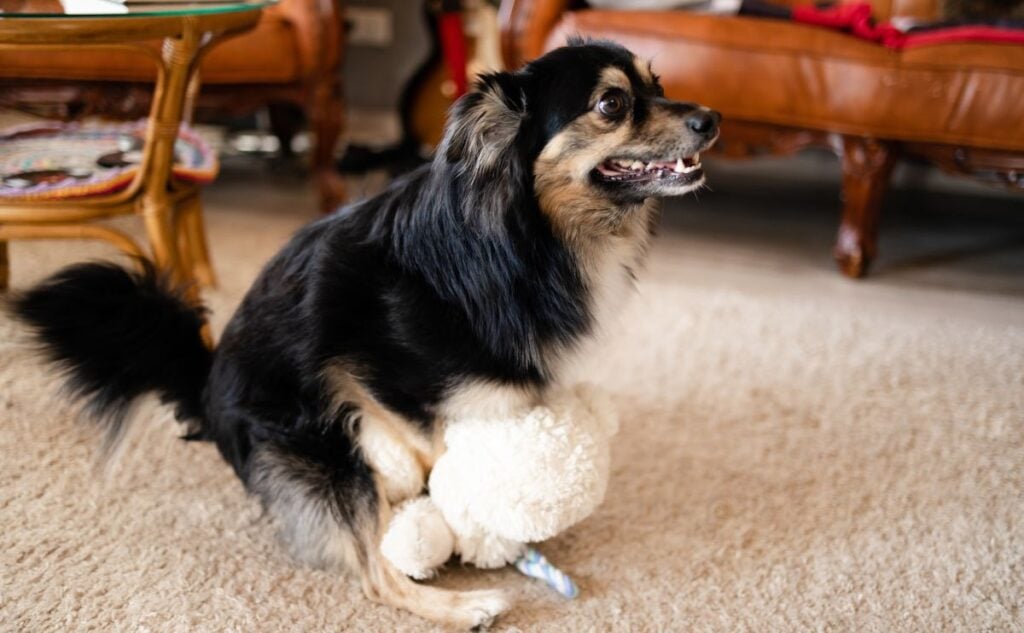 Small dog humping a toy.