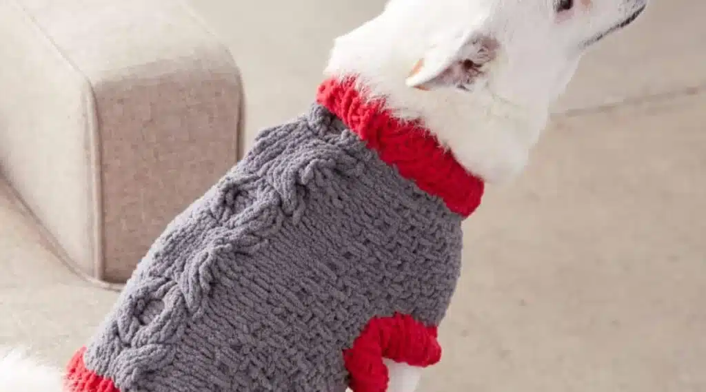 Small dog in a grey and red knit sweater. Photo courtesy of Yarnspirations: Bernat Bones & Biscuits Knit Dog Coat.