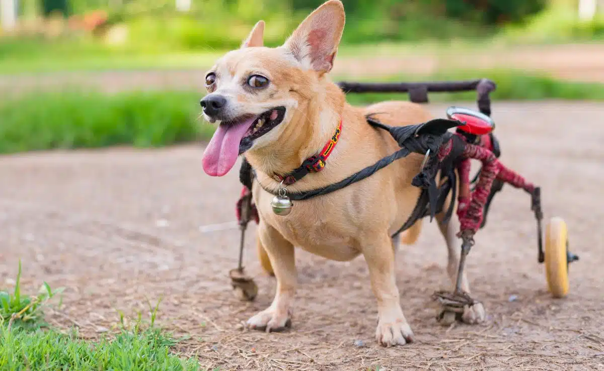 Best Dog Wheelchair: Help Your Dog Walk Again Best Dog Wheelchair: Help Your Dog Walk Again