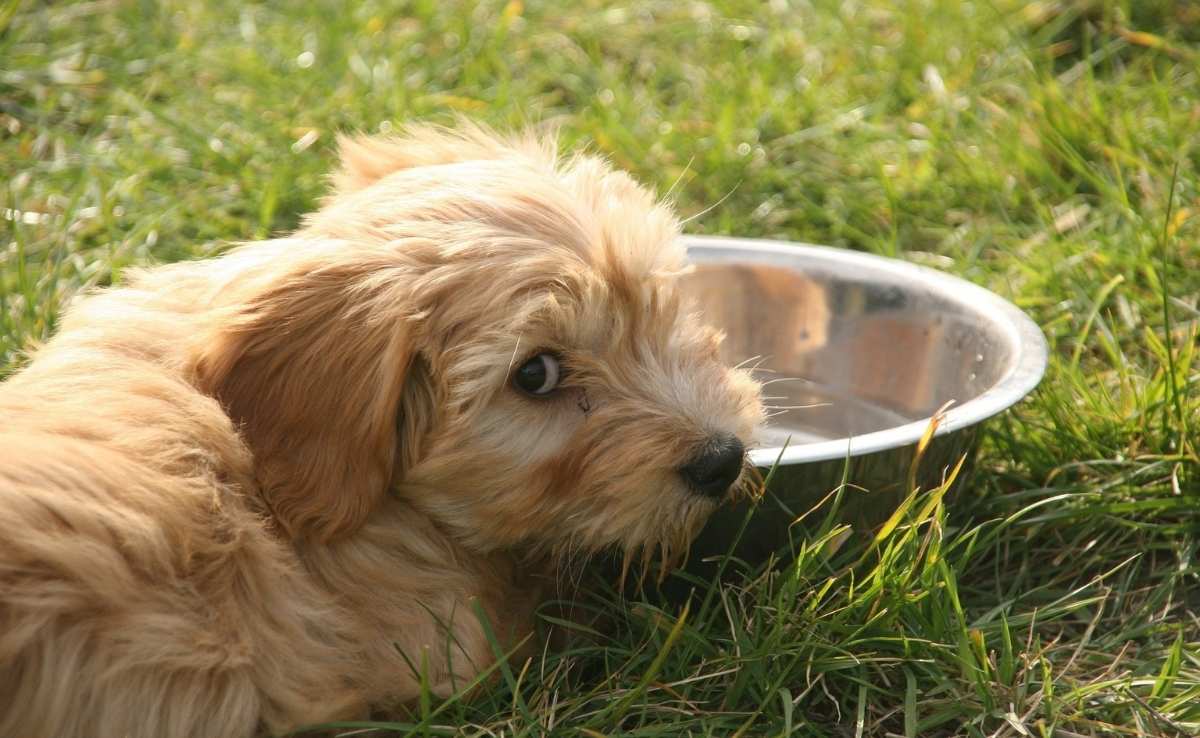 Small dog dog laying in grass with dog bowl