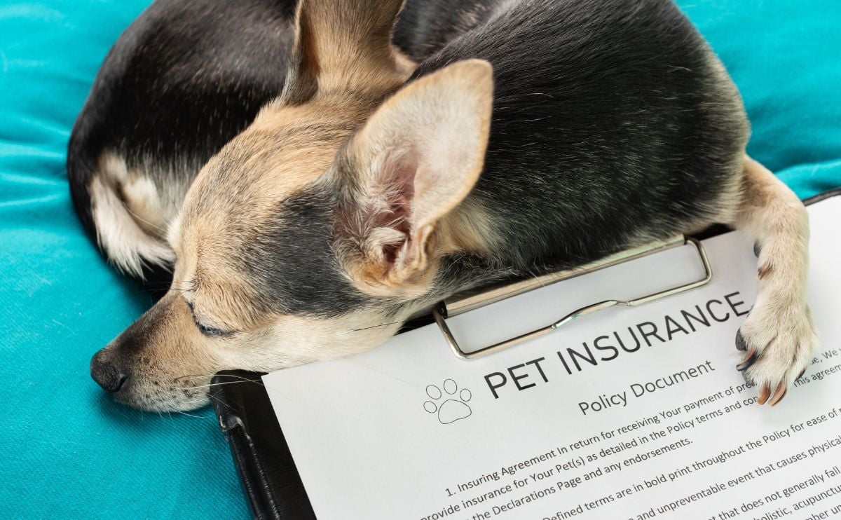 Small dog laying next to pet insurance paperwork.