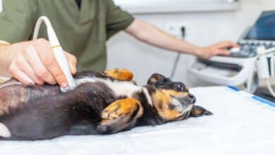 Small dog laying on back getting ultrasound at vet.