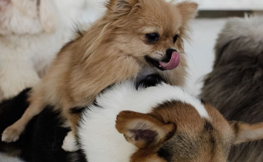Small dog mounted on a dog.