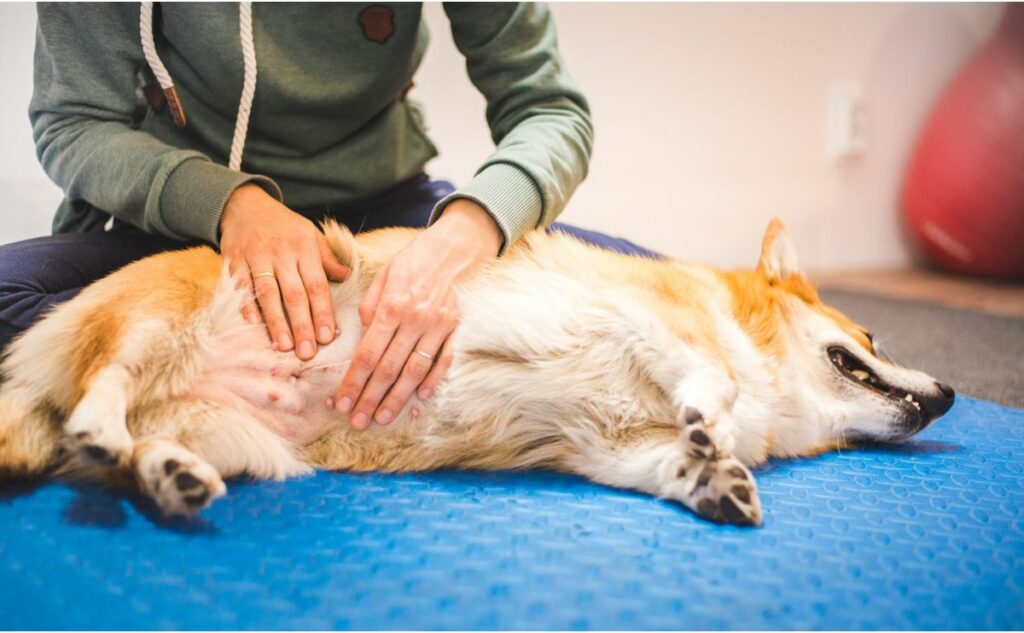 Small dog on back with vet touching tummy with canine bloat.