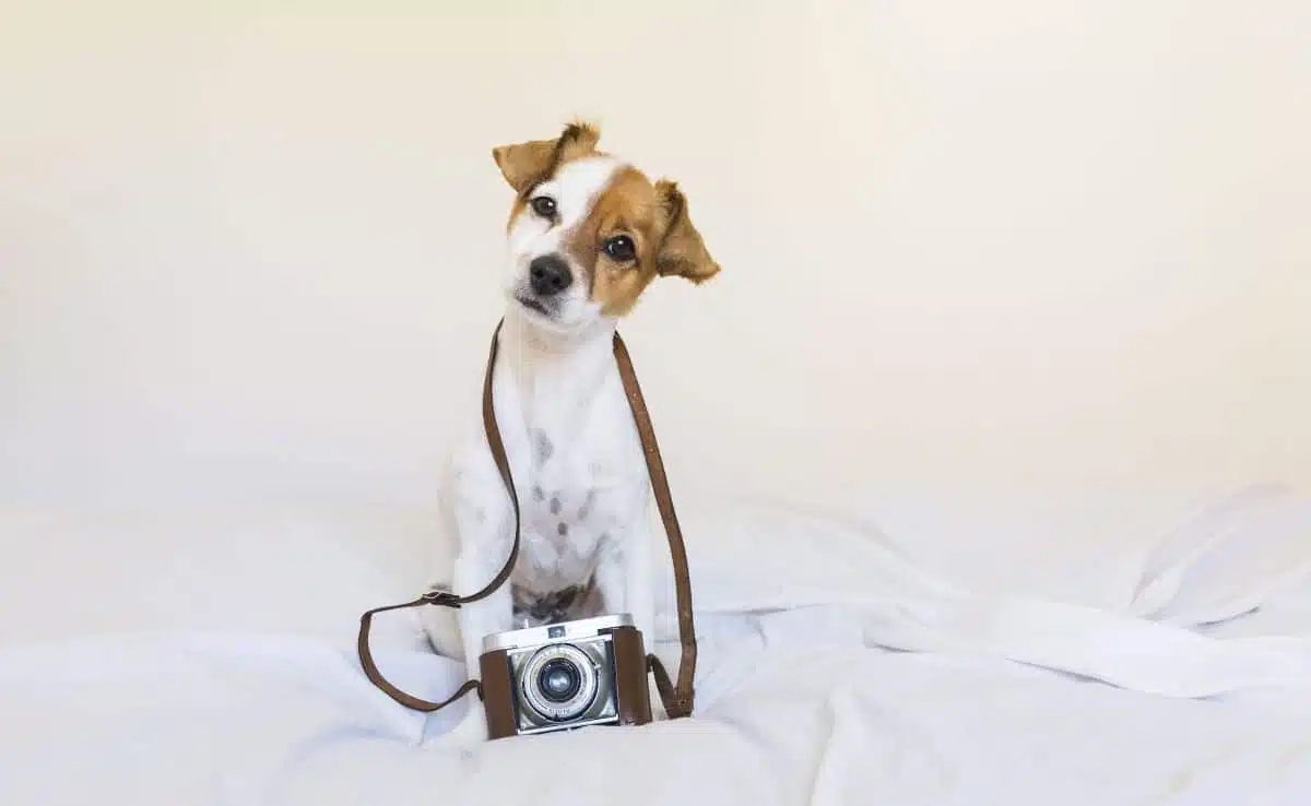 small dog over with a vintage camera sitting on bed