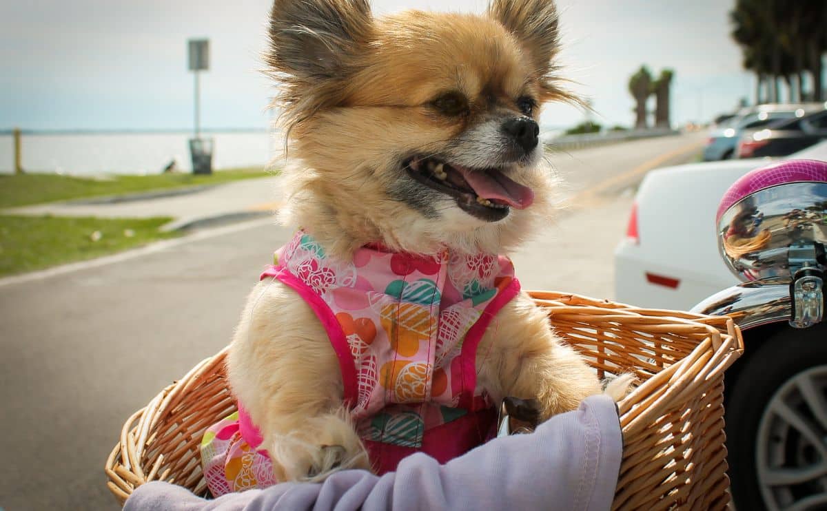 small dog riding in a bike basket at the beach