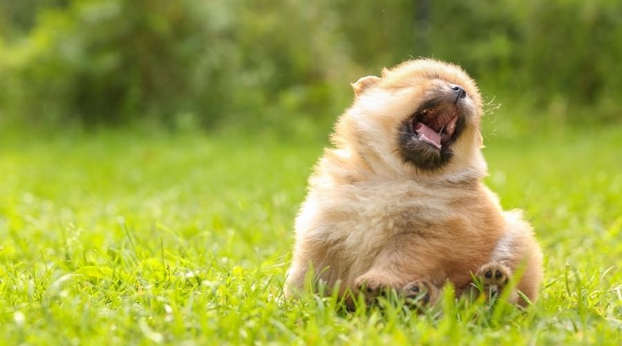 Small Puppy Running Through Grass