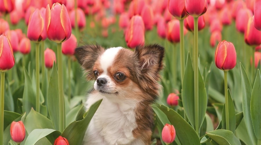 small dog sitting in a red field of tulips