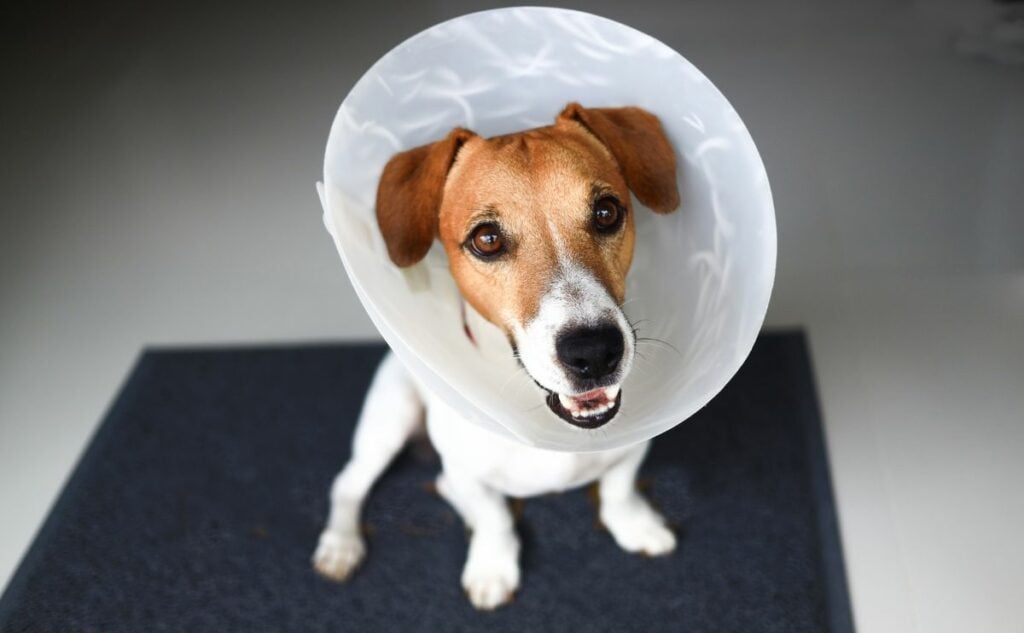 Small dog sitting on a mat with a plastic cone around their head.