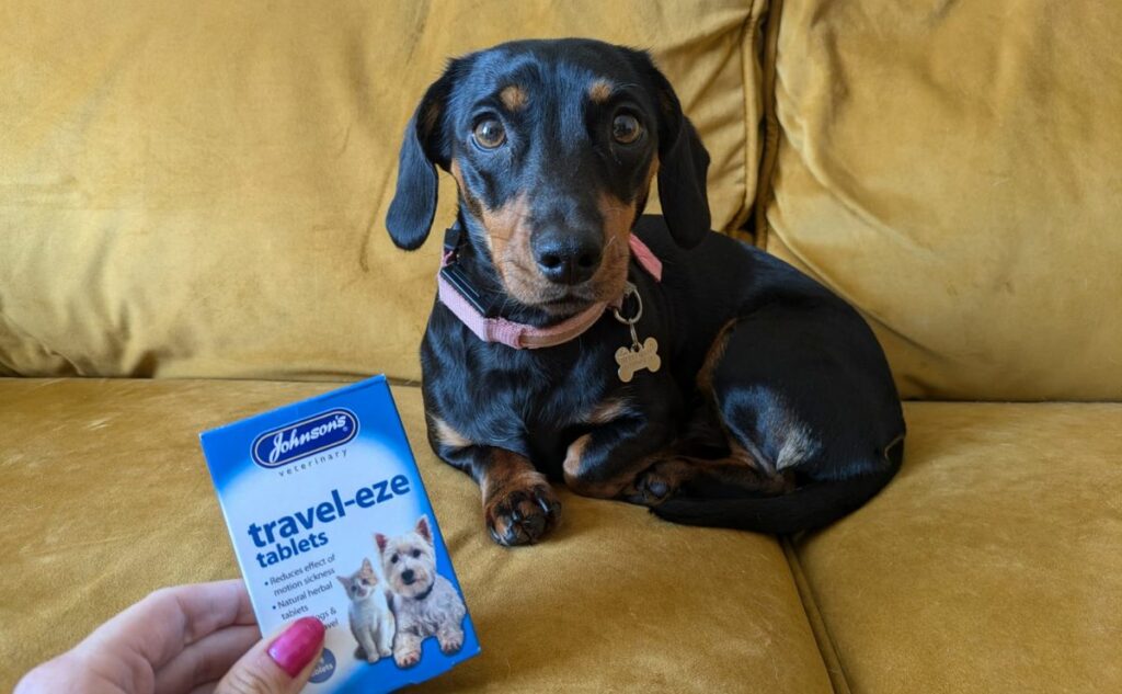 Small dog sitting on sofa with a person holding box of car sickness medicine.