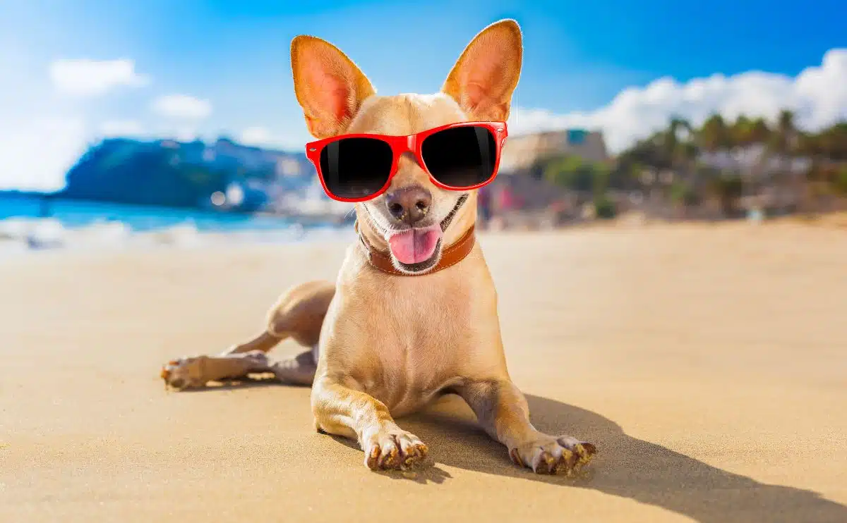 small dog sitting on the beach in California with sunglases on