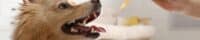 Small dog smiling at a person holding dropper of CBD oil next to the dog's face.