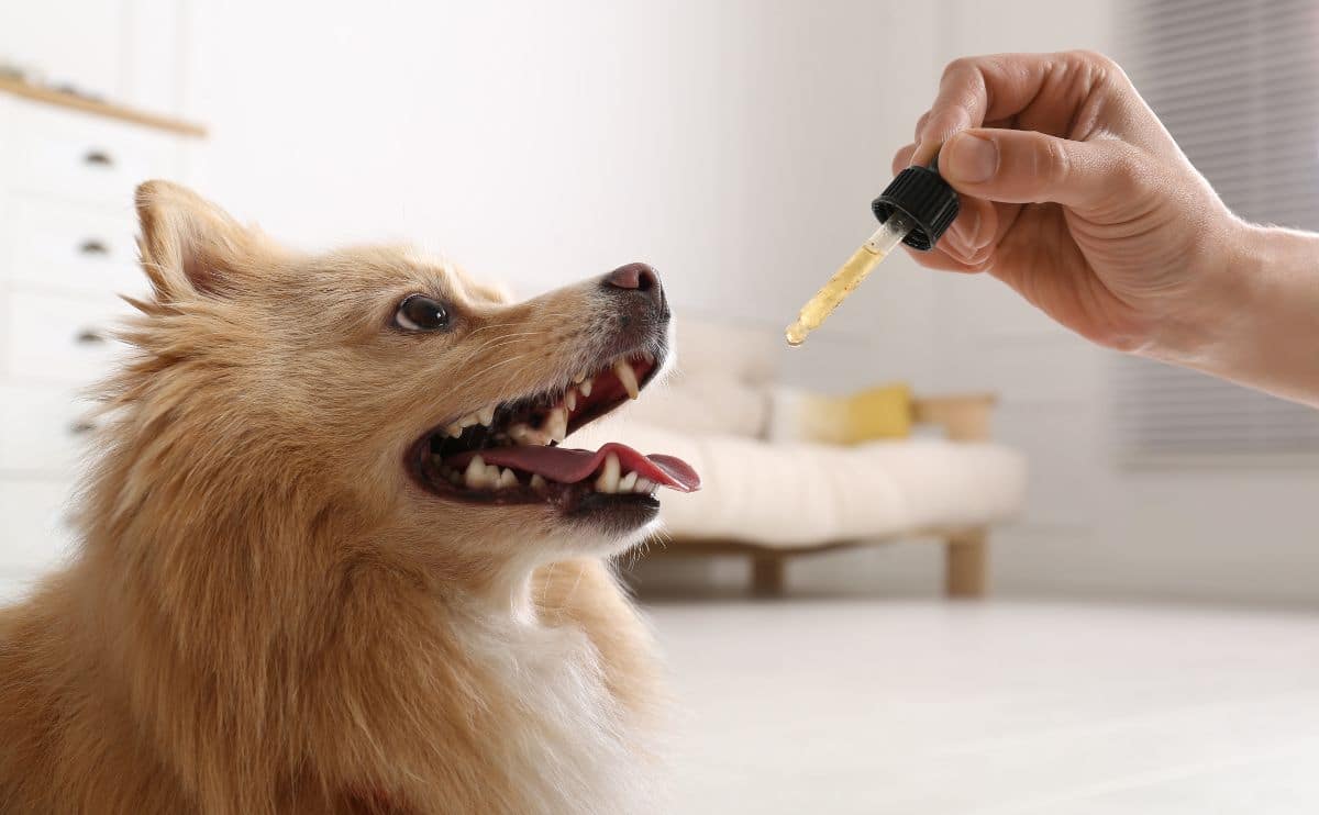 Small dog smiling at a person holding dropper of CBD oil next to the dog's face