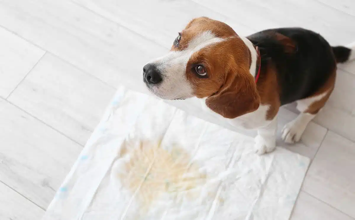small dog standing in front of a pee pad with urine on it looking up