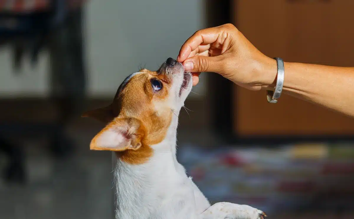 small dog standing taking a training treat from owners hand