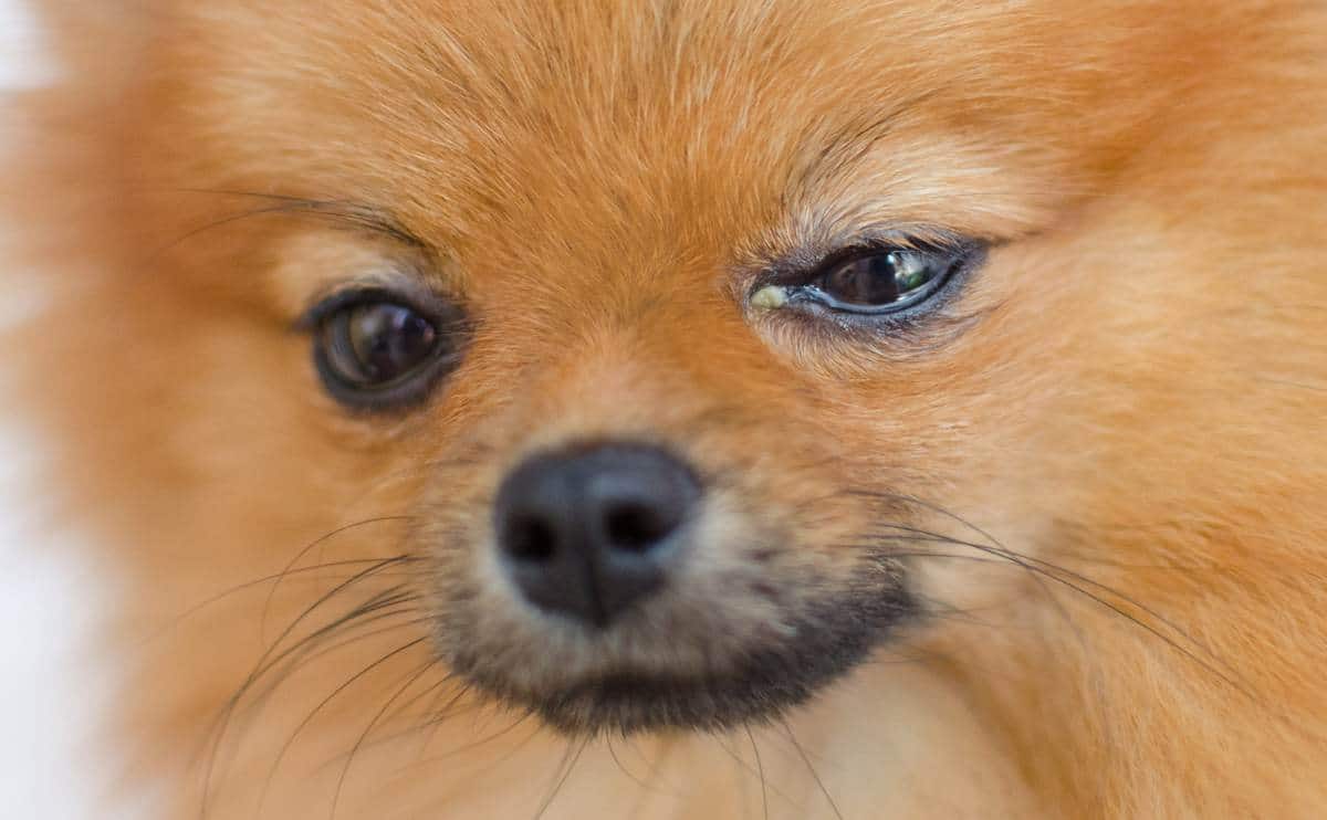Small dog with eye discharge.