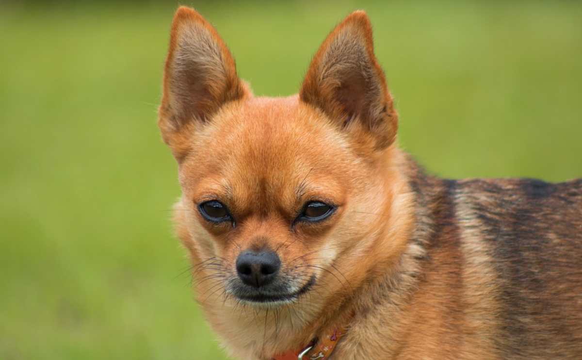 Why Do Dogs Have Whiskers A small dog with long black whiskers.