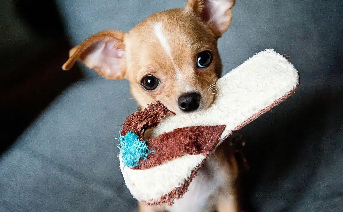 small dog with slipper in mouth
