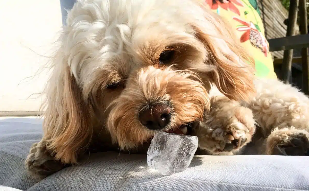 small doodle dog laying on sofa outside eating ice cube