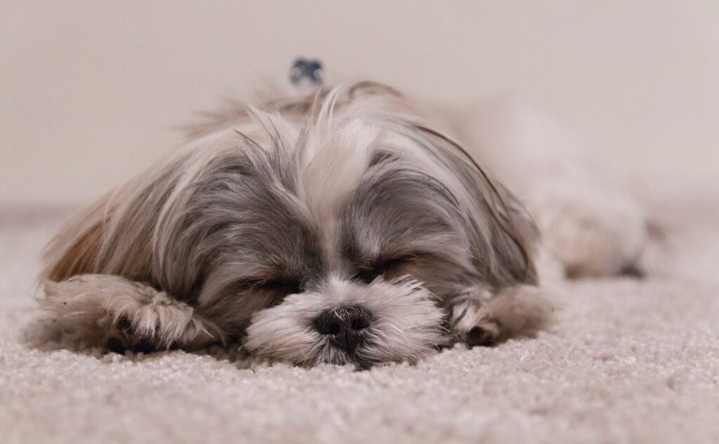 Do Dogs Dream? Small grey dog dreaming.