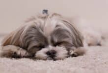 Small grey dog dreaming.