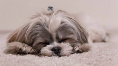Small grey dog dreaming.