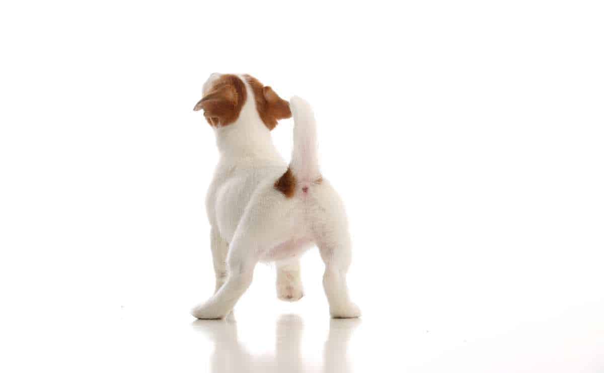 Small puppy walking backward with butt and tail at camera on a white background.