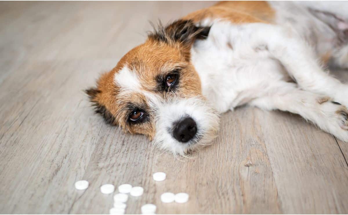 Small sick dog laying next to toxic medication.