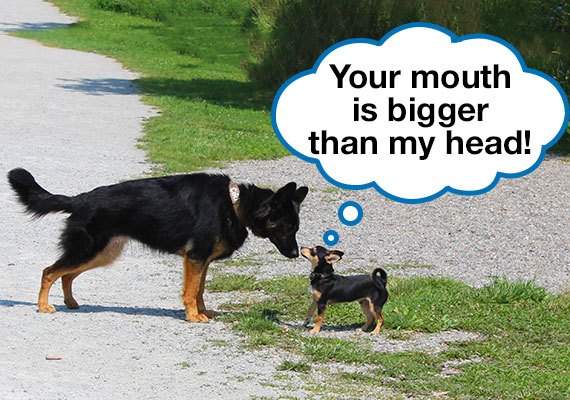 Small-sized Chihuahua compared in size to a German Shepherd