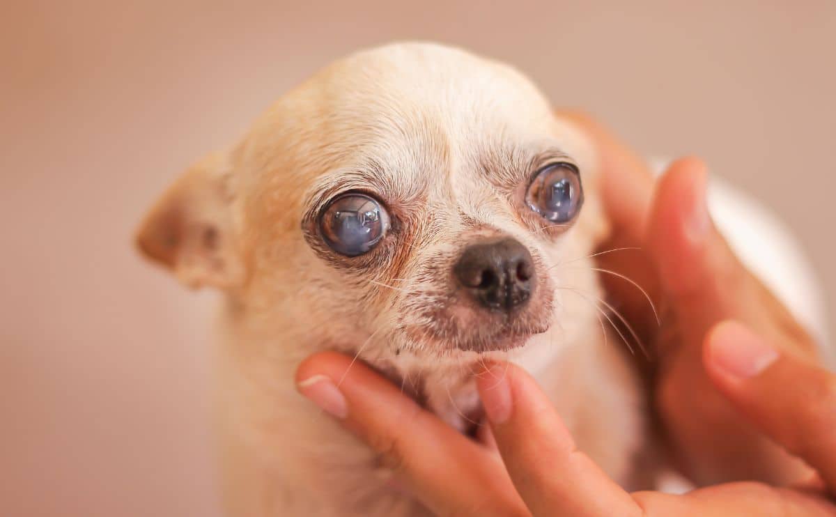 small toy dog with cataracts in eyes looking sad with person holding their head