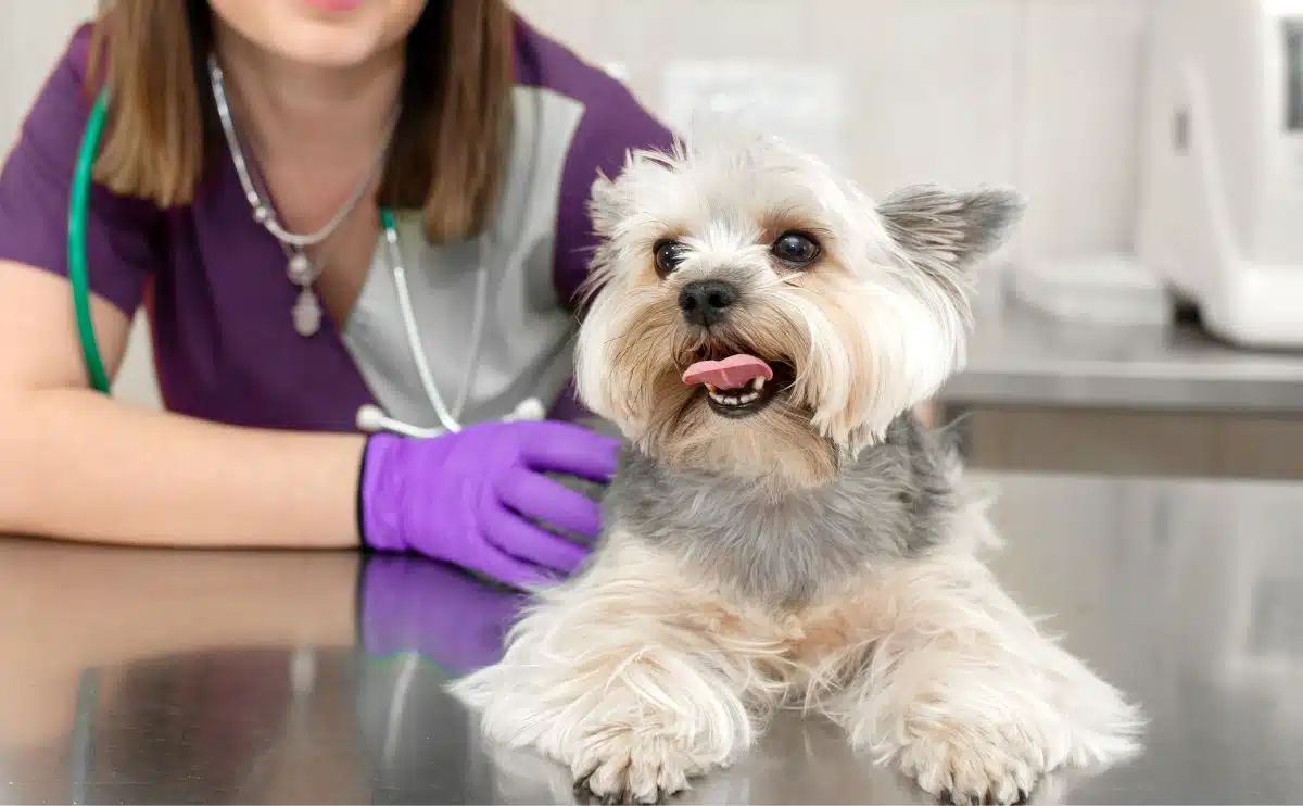 small white dog at the vet with tech wearing purple gloves and scrubs