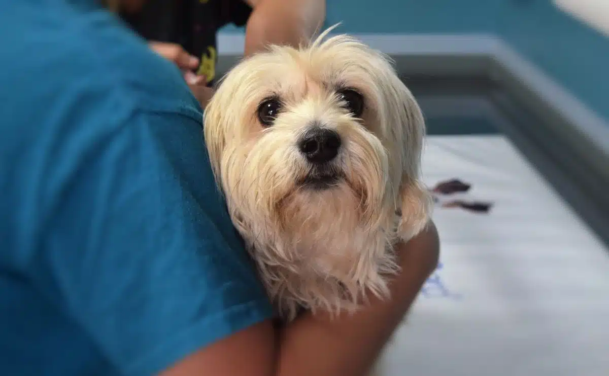 small white dog being held by vet about to be spayed
