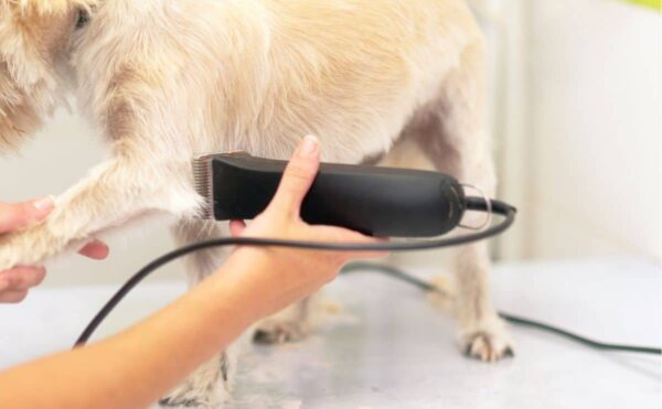 Image showcasing 7 Best Dog Grooming Clippers: For Home Use, Professional, Cordless & More