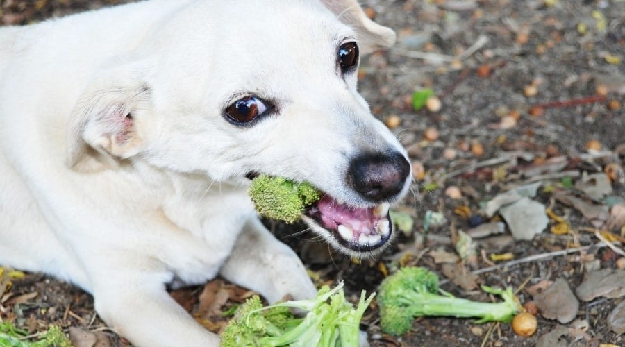 small white dog eating broccoli