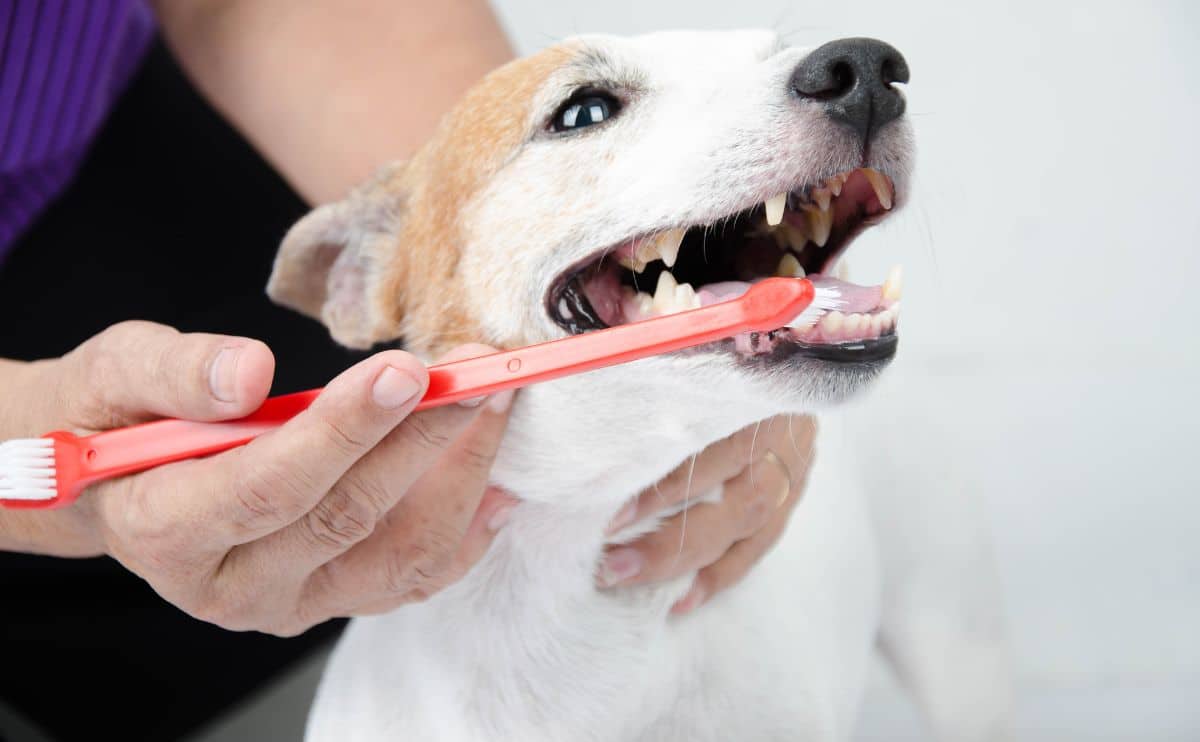 Small white dog getting teeth brushed.