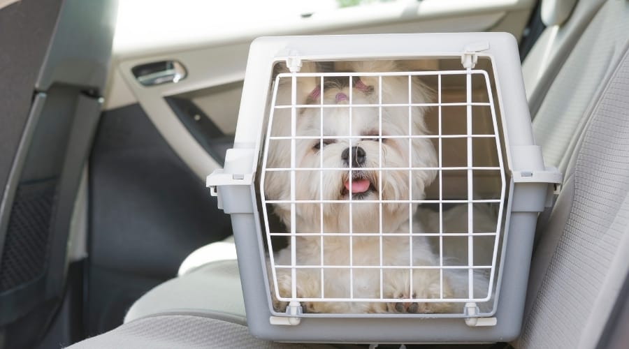 small white dog in carier in backseat of car