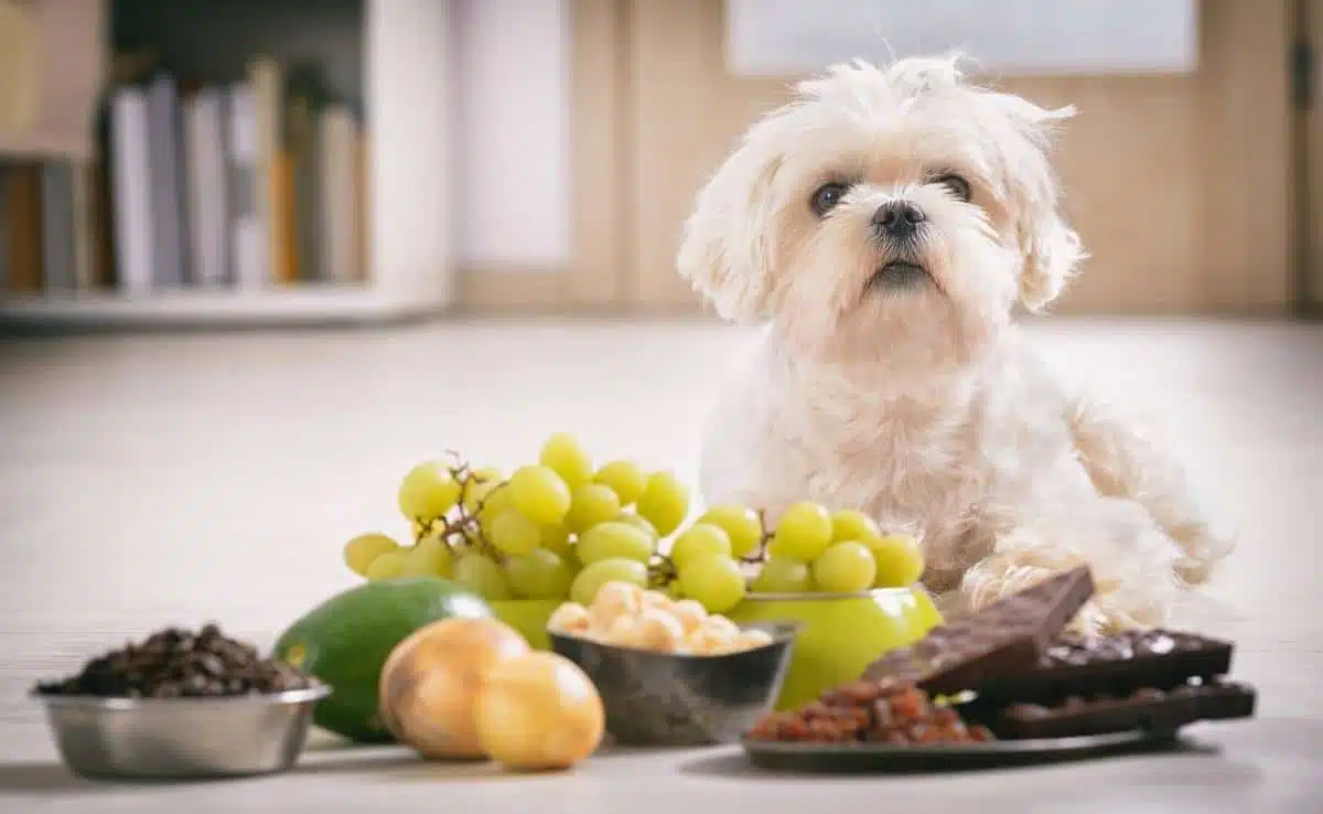 Little white maltese dog and food ingredients toxic to him