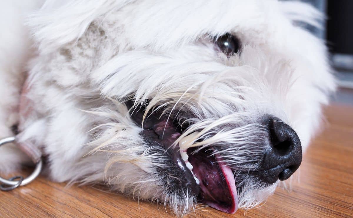 small white dog laying on the ground with tongue out