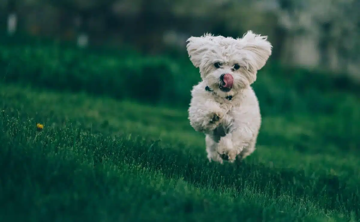 small white dog running in green grass