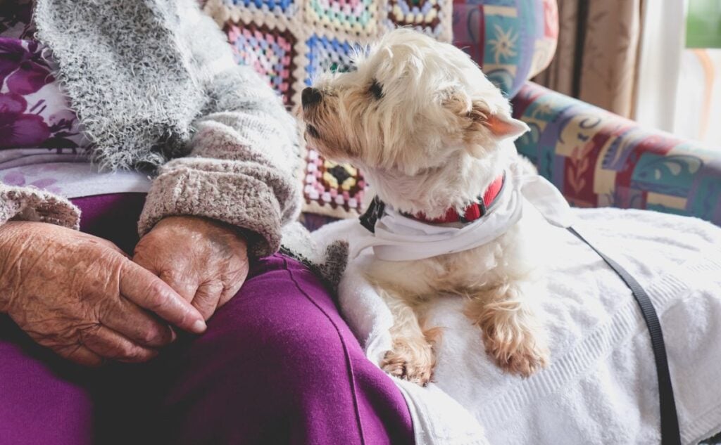 Small white dog sitting next to elderly woman on sofa.