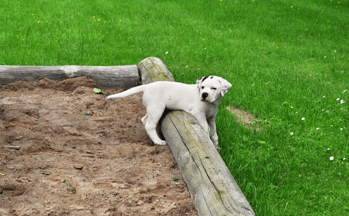 A small white puppy playing in a sandbox in grassy yard