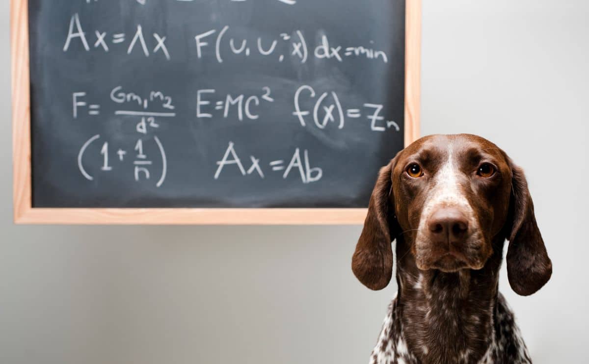 Dog Reading smart dog wth math on a chalkboard in background