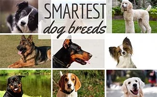 8 Different Smart Dog Breeds (Caption: Smartest Dog Breeds)