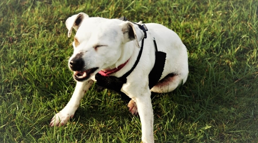 A white dog sneezing while sitting on the grass.