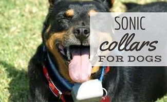 Rottweiler with sonic collar on neck (caption: Sonic Collars For Dogs)