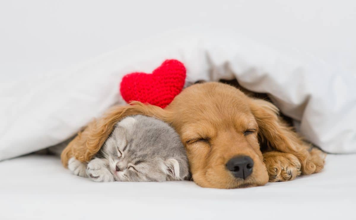 Spaniel puppy and kitten with a heart pillow on a bed.