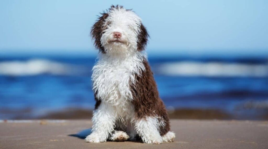 Spanish Water Dog puppy sitting on a beach