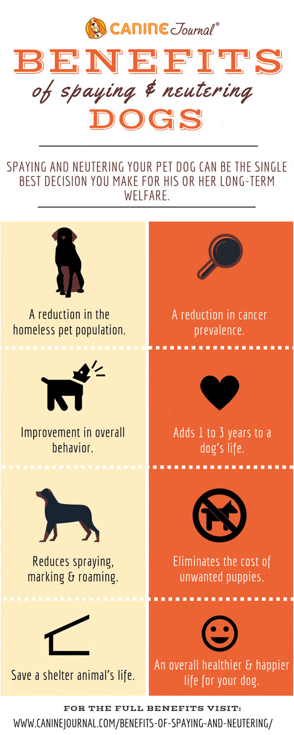 Infographic: Benefits of spaying and neutering